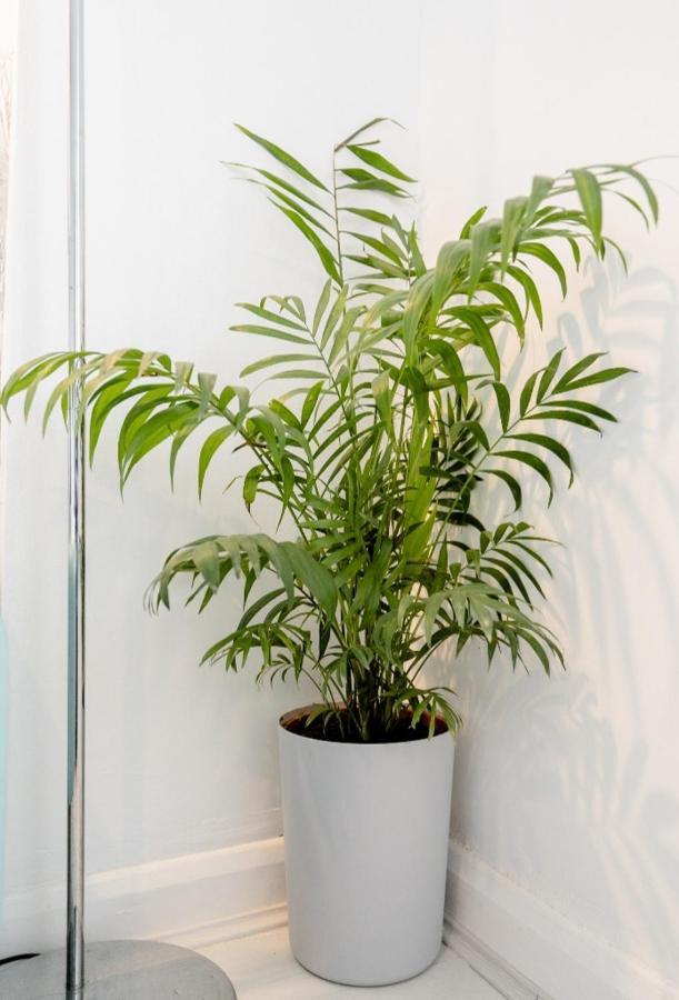 Tropical Garden Oasis Rooms Birmingham Exterior foto